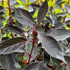 5023242997582 1 Cornus alba Nightfall 3L.jpg